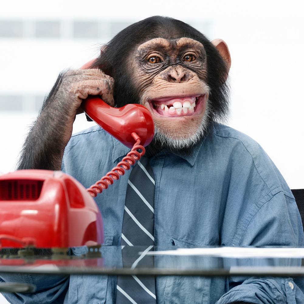 Ein Schimpanse im Hemd und mit Krawatte sitzt am Schreibtisch und telefoniert mit einem roten Telefon.